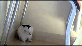 conejo de pili.clowi limpiandose