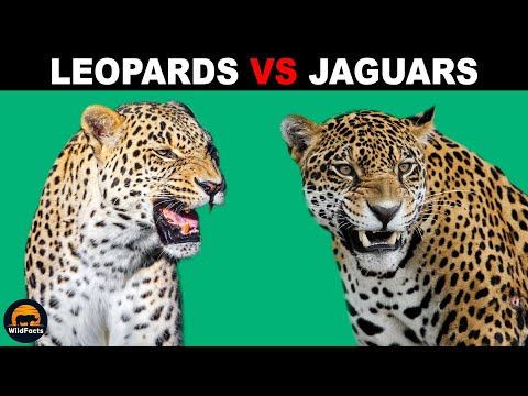 What Is The Difference Between Leopards and Jaguars?