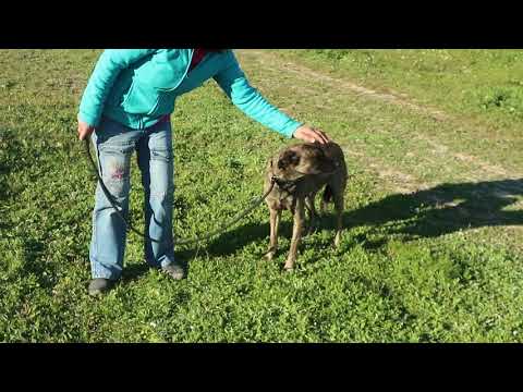 Vídeo de AFRA
