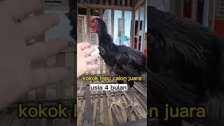 Download lagu jual bibit ayam pelung super mp3