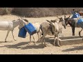 Donkey Of Desert Safari Park Are Enjoying Together In The Morning Time