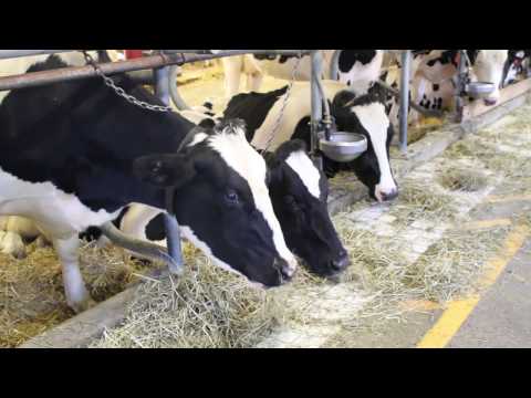 , title : 'Animal en vedette - Une vache Holstein'