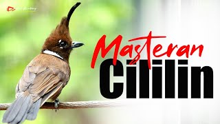 Download lagu MASTERAN CILILIN GACOR WAJIB BUAT BURUNG KICAU mp3