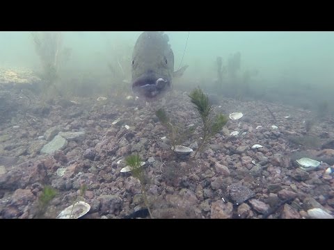 GoPro: Tyler Anderson - 4.13.15 - Fish