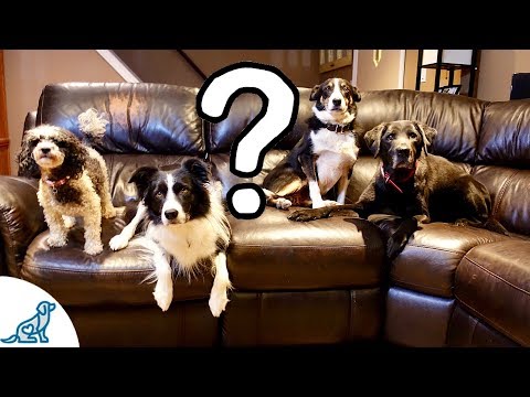 YouTube video about: Should I let my dog on the couch?