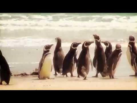 Oswaldo Intro (English)