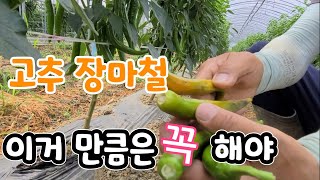 고추 장마철 꼭해야 하는 병충해 예방법
