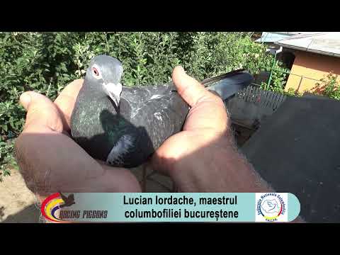 Lucian Iordache, maestrul columbofiliei bucureștene
