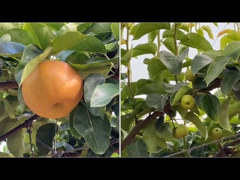 Most Expensive Pear- Awesome in Korea Agriculture Technology Farm 🍐🍐🍐