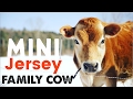 Mini Jersey Cow - The Perfect Miniature Family Cow