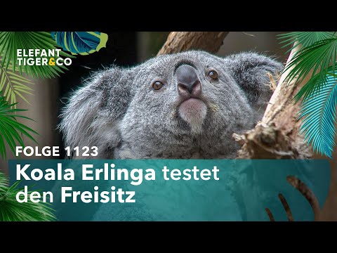 Frühlingsspaziergang mit Koala Erlinga (Folge 1123) | Elefant, Tiger & Co. | MDR