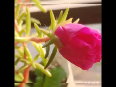 Rooftop Farming|All Of The Flowers Of My Rooftop|