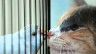 Helen Lin, piano What A Friend We Have In Jesus