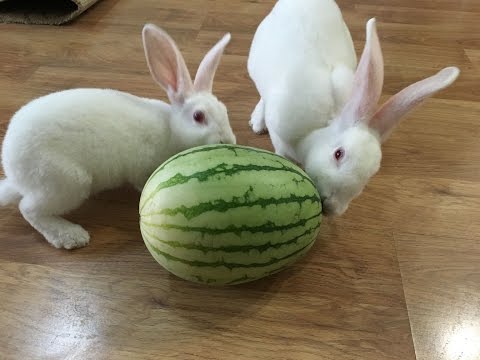 , title : '當兔子遇上西瓜｜Cute Rabbits Eat Watermelon'
