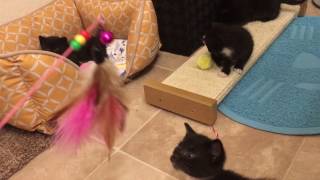 Spoiled Foster Kittens! Amazon Wishes Granted!