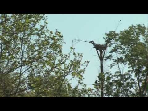 YouTube video about: How to keep birds off power lines?
