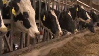 What intensive farming means -- for the animals and for the environment. (BBC Countryfile)