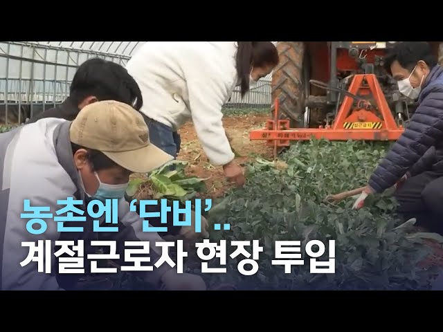 농촌엔 '단비'..계절 근로자 농촌 현장 투입