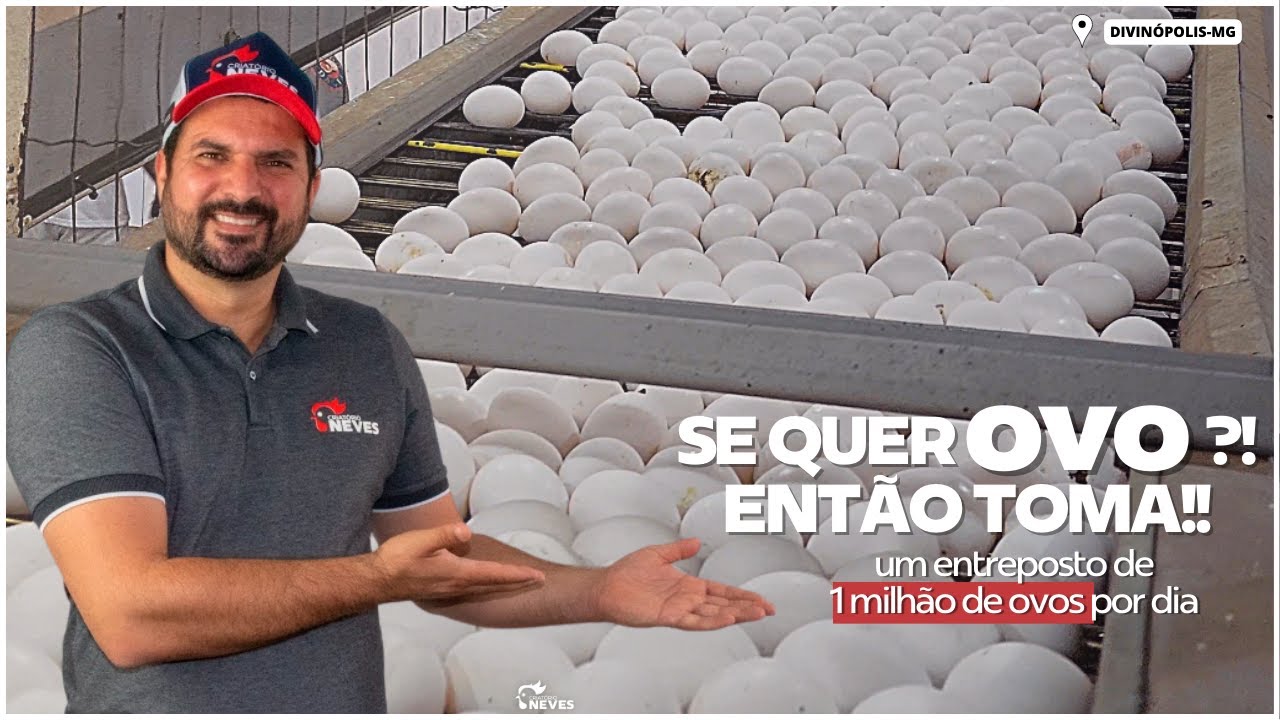 1 MILHÃO DE OVOS por dia passa por essa GRANJA