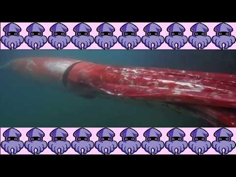 SquidBoyz- Anything Is Nothing