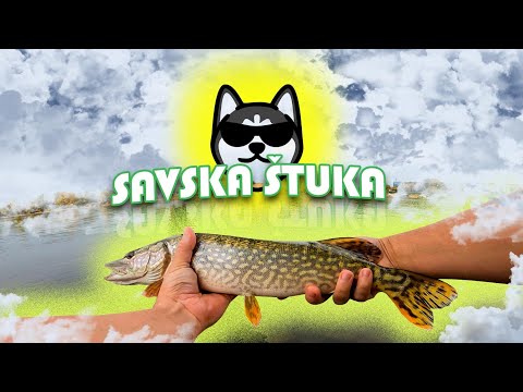 Savska štuka / Pike from the Sava river