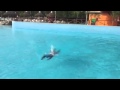 Video 1435759277 Mp4