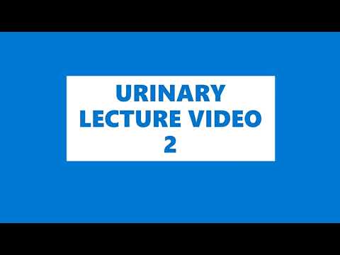 URINARY LECTURE 2