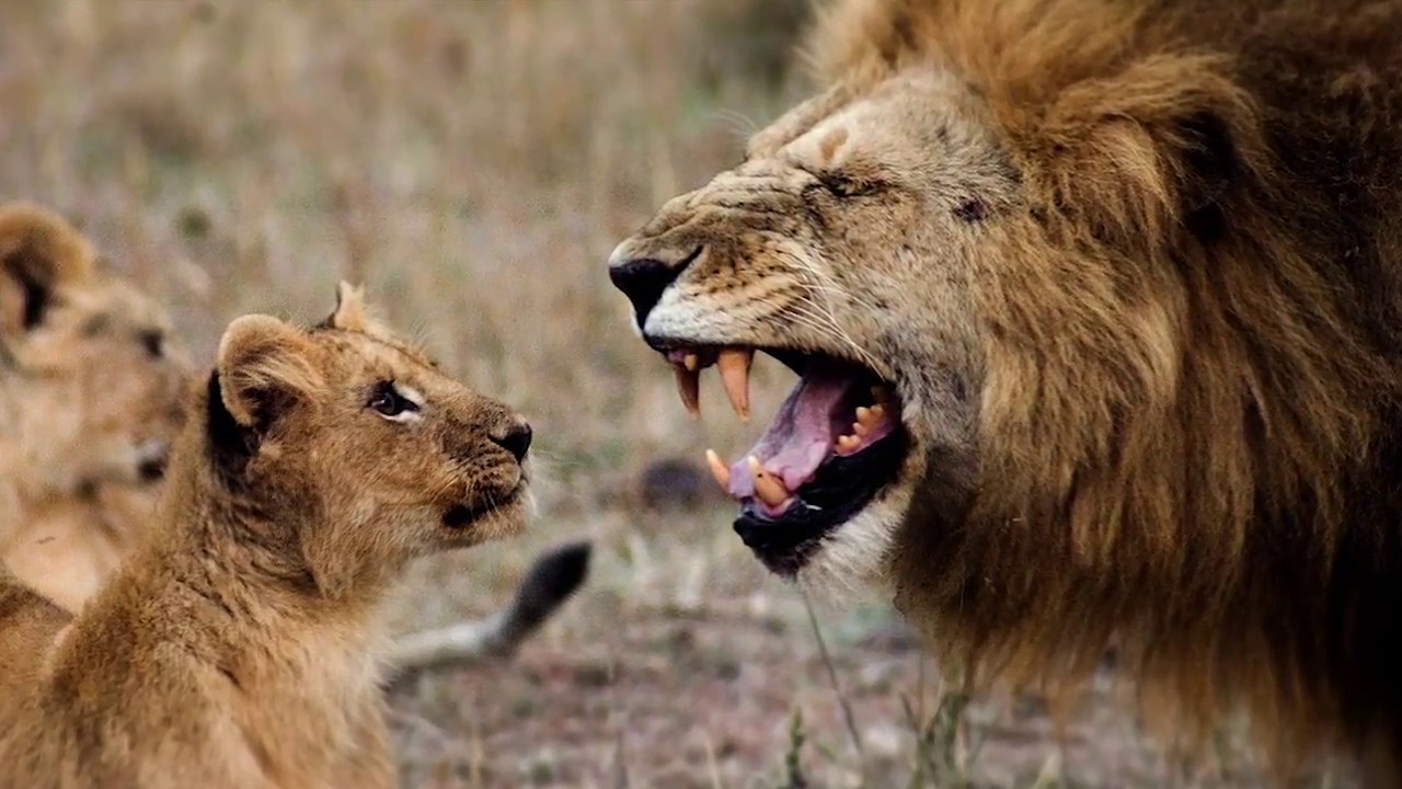 Serian's Serengeti South