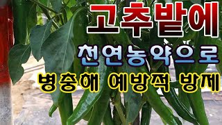 [텃밭농부.686]  고추밭에 천연농약으로 예방적 방제하기 #고추재배 #고추방제
