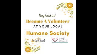 Become A Volunteer At Your Local Humane Society