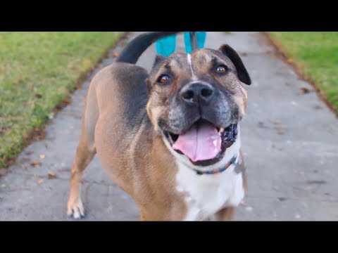 Van Gogh, an adopted Shepherd & American Staffordshire Terrier Mix in Los Angeles, CA_image-1