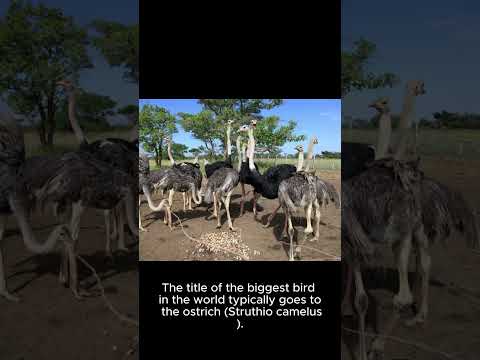 THE SMALLEST AND THE BIGGEST BIRDS IN THE WORLD
