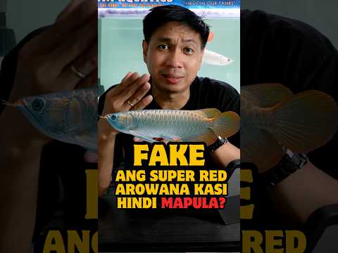 PEKE DAW ANG SUPER RED AROWANA KASI HINDI DAW MAPULA KATAWAN NILA? ITO ANG DAPAT MONG ALAMIN!