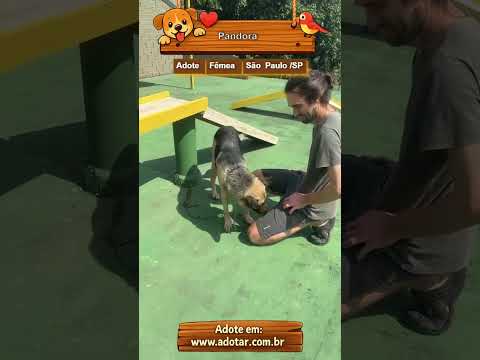 Vídeo de Pandora 