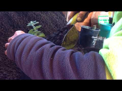 Bagging up Helianthemum 'Wisley Primrose'