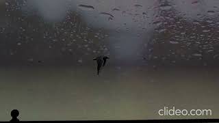 A Faded Picture, The Seeds