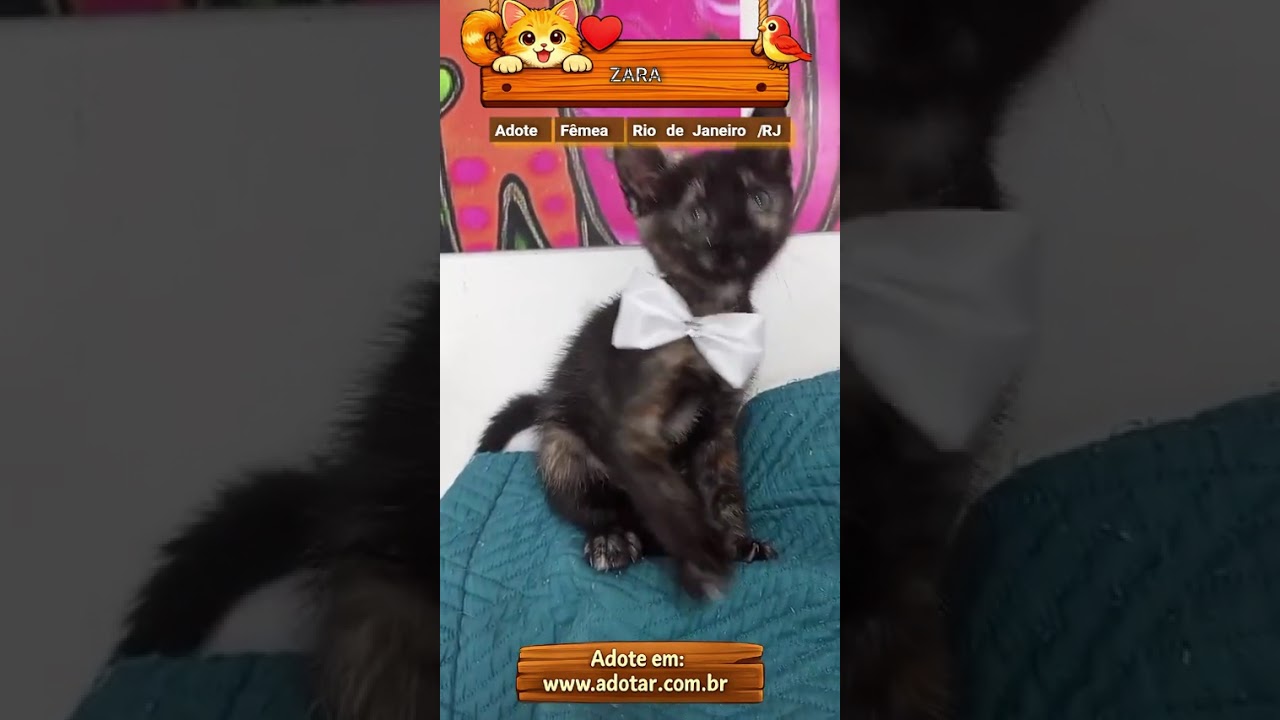Gato raça SRD-ViraLata idade 2 a 6 meses nome ZARA