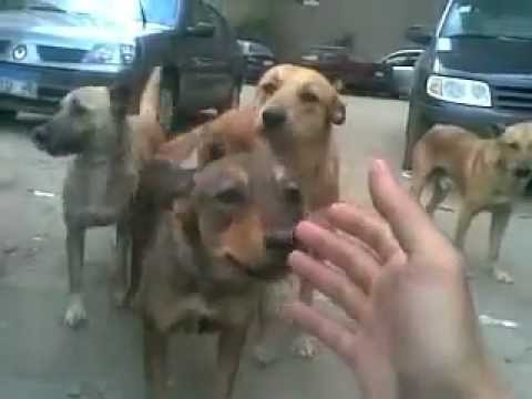 angry street dogs!