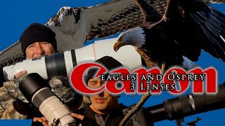 Osprey & eagles, with 3 different Canon lenses. This is what I look for in a camera body