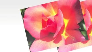 Au Coeur de la Rose (Saint Amour)