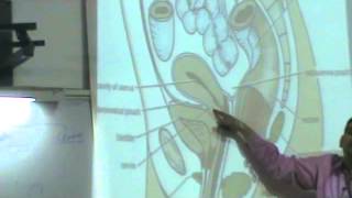 Dr Ahmed El-Zeiny Pelvis 8 part1 " Uterus "