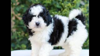 Video preview image #1 Havapoo Puppy For Sale in NEWMANSTOWN, PA, USA