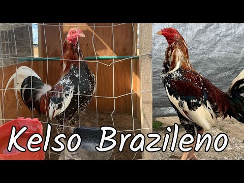 Beautiful Birds CRATYS FARM CALIFORNIA - Farm Visit