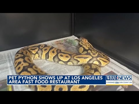 CA: Pet python shows up at LA In-N-Out - YouTube