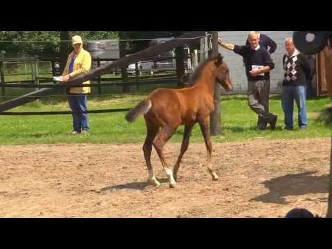 Hengstfohlen von Colman  Mutter von Calido I