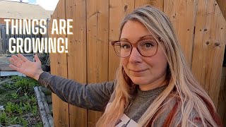 Week 16 Garden Tour | Growing food in small spaces