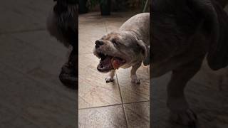 Eat, eat, eat... #asmreating #asmrsounds #dog