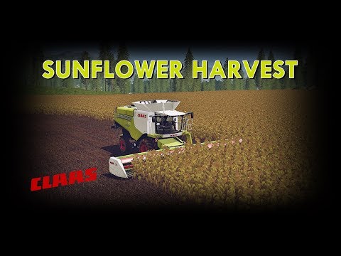 Farming Simulator 17 - Sunflower Harvest ( Claas Lexion 770 )
