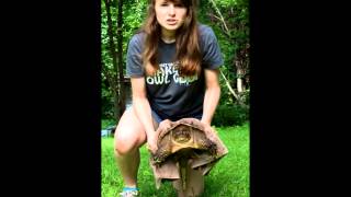 How To Pick Up A Turtle