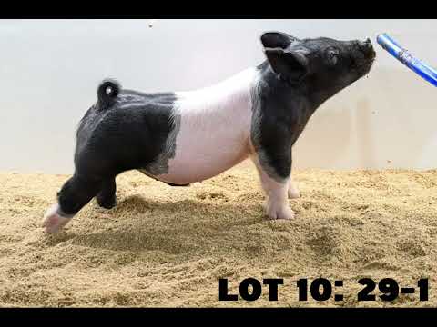 Showpig Com